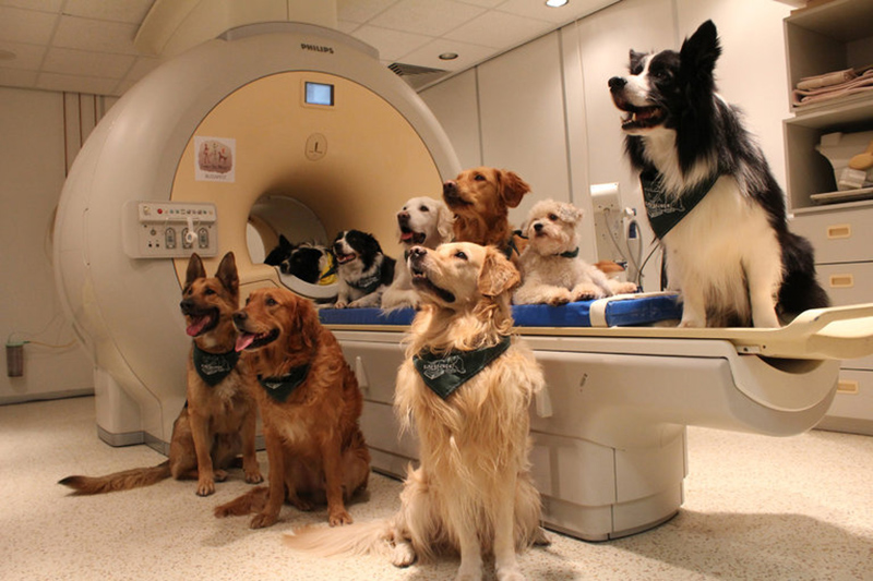 perros escaner