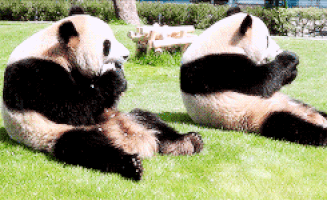 panda