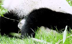 panda