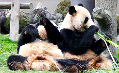 panda