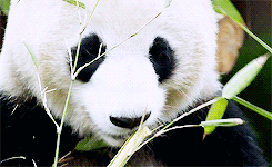 panda