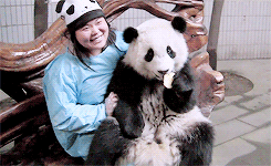 panda