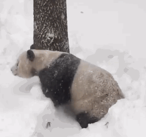 panda