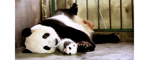 panda