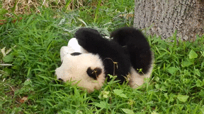 panda